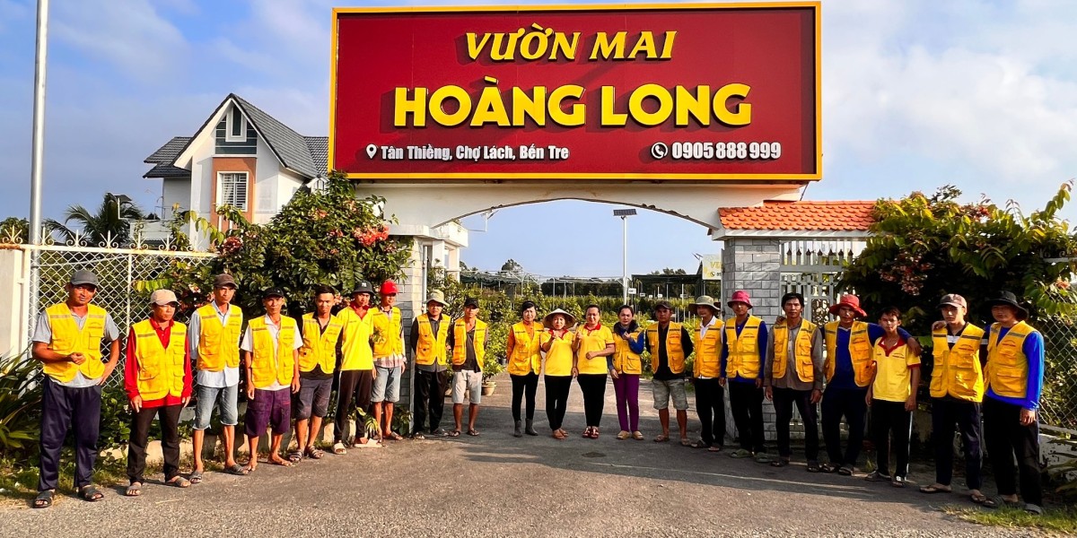 Cây Mai Vàng 100 Tuổi: Độc Nhất Miền Tây